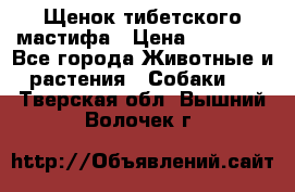 Щенок тибетского мастифа › Цена ­ 60 000 - Все города Животные и растения » Собаки   . Тверская обл.,Вышний Волочек г.